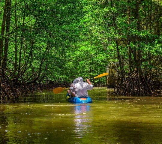 Two people in a kayak paddling through mangrove forests