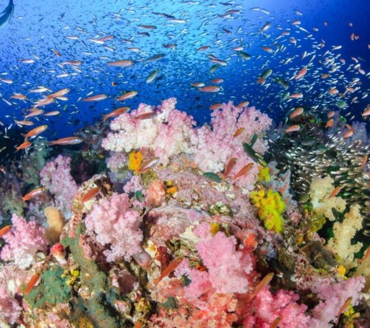 underwater scene showing a colourful coral reef surrounded by fish