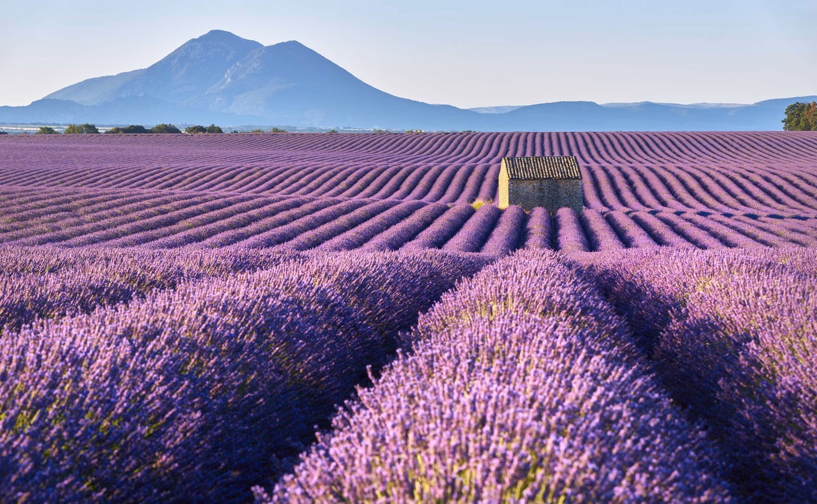 Lavender fields in Provence with a small stone cottage in the middle
