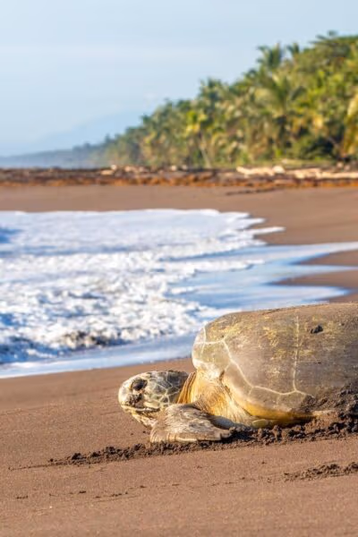 Classic Costa Rica: Volcanoes, Cloud Forests and the Pacific Coast