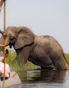 Luxury Cape Town and Botswana Safari