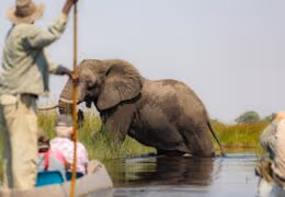 Luxury Cape Town and Botswana Safari
