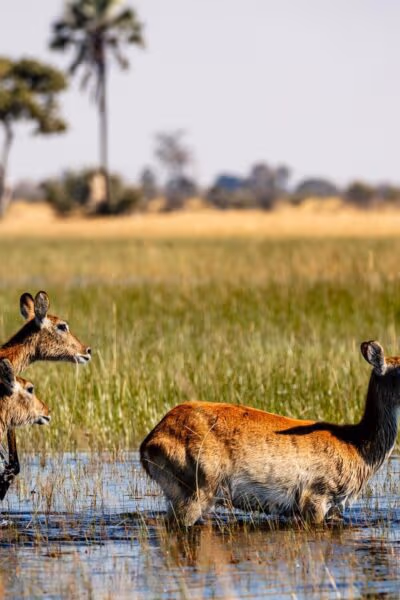 A Green Season Safari through Botswana