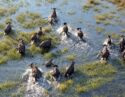 Aerial view of a buffalo herd in the Okavango Delta