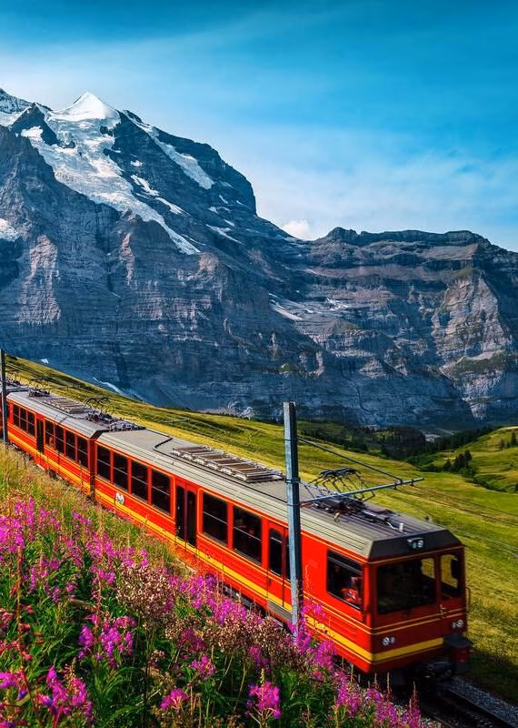A red Swiss mountain train climbing a grassy slope with purple flowers and massive rock mountains in the background.