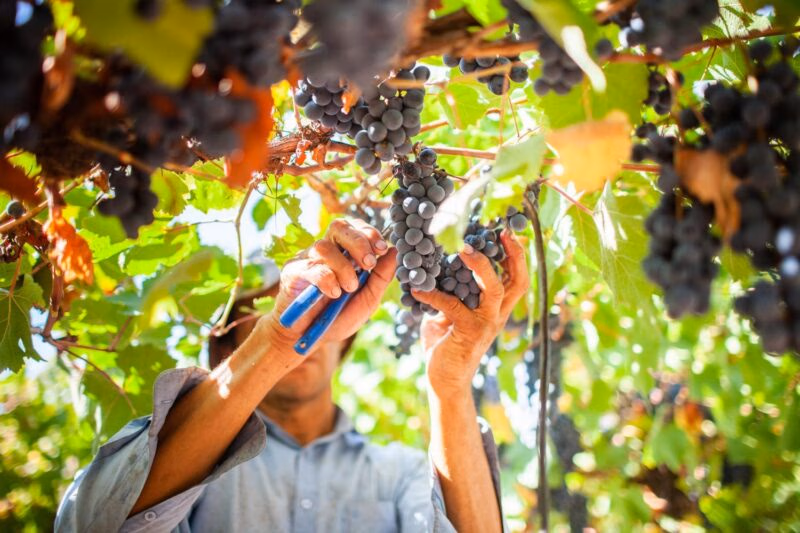 Close-up of hands using blue clippers to cut bunches of dark purple grapes from a leafy vine.