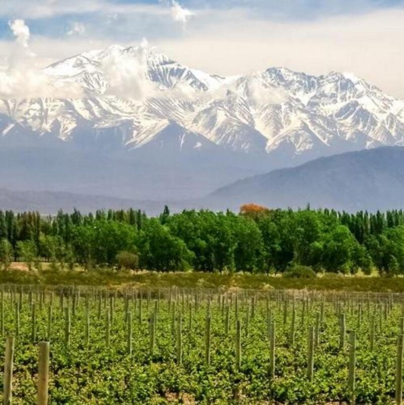 A lush green vineyard in the foreground with a view of massive snow-covered mountains under a cloudy sky.