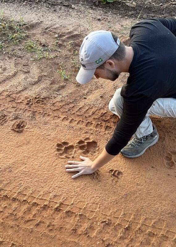 A person’s hand placed next to a large feline paw print in red sandy soil for size comparison.