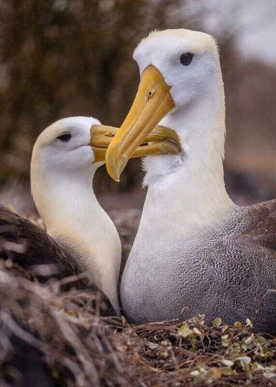 Close-up of two waved albatrosses with large yellow beaks touching during a mating ritual in the Galapagos.