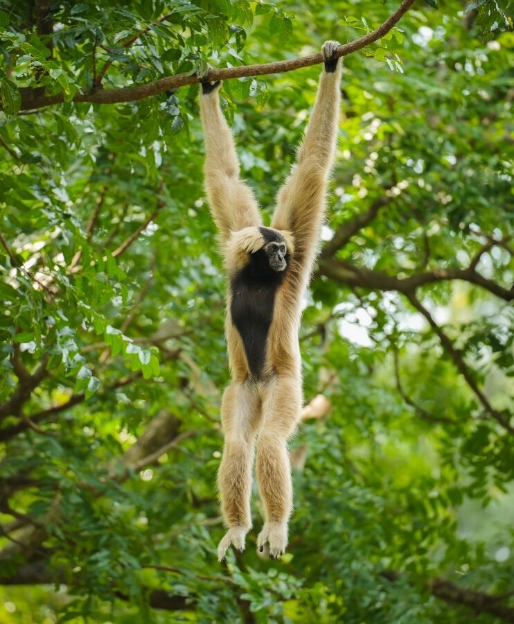pileated gibbon swinging from the trees in Cambodia