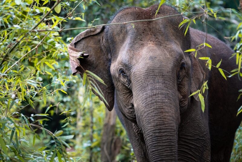 Elephant hidden in the jungles of Cambodia