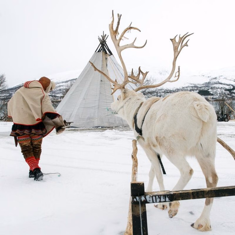 A white reindeer and a person in traditional dress near a conical tent in a snowy field.