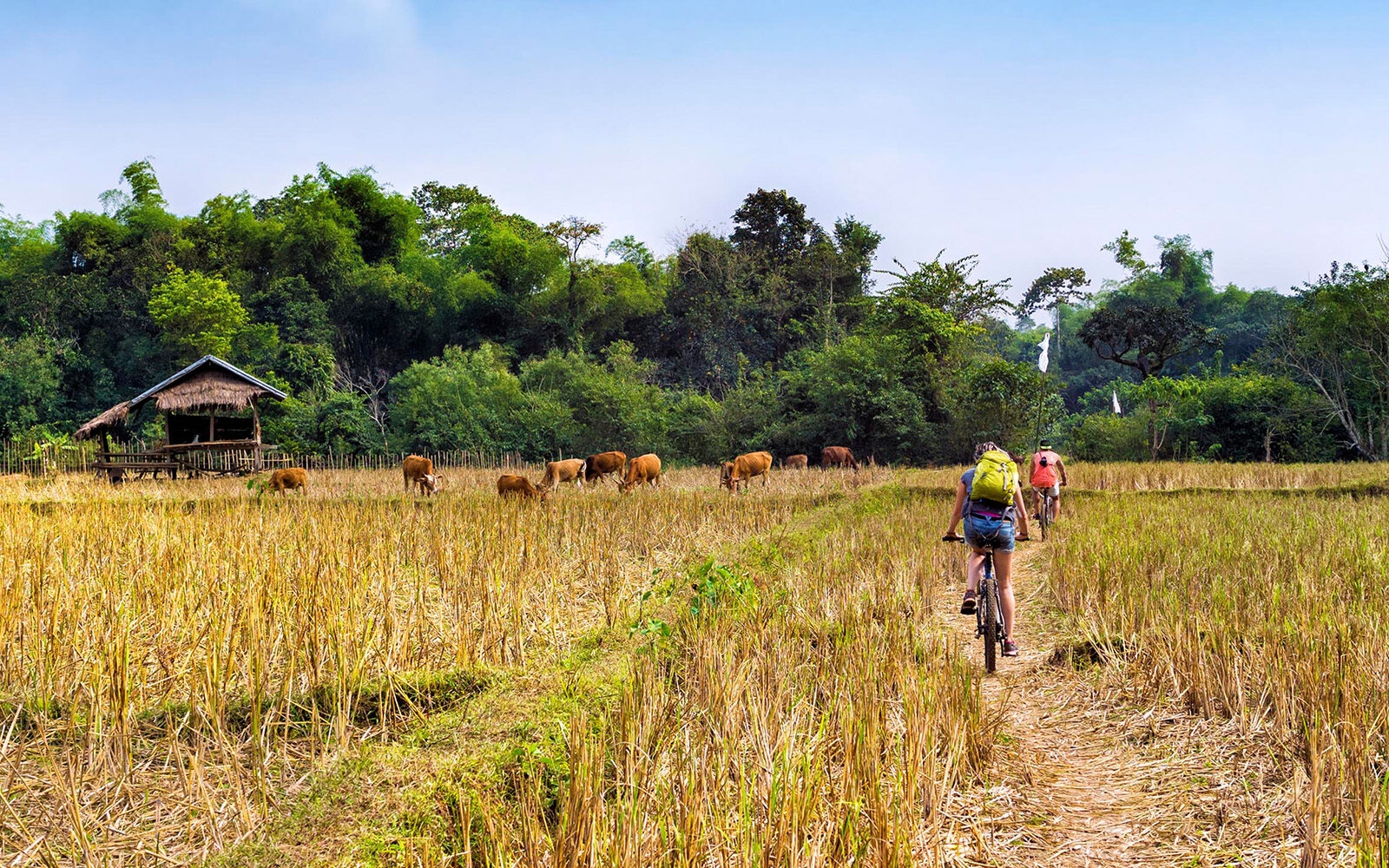 Go cycling through the countryside in Laos with cows grazing in the distance across the fields.
