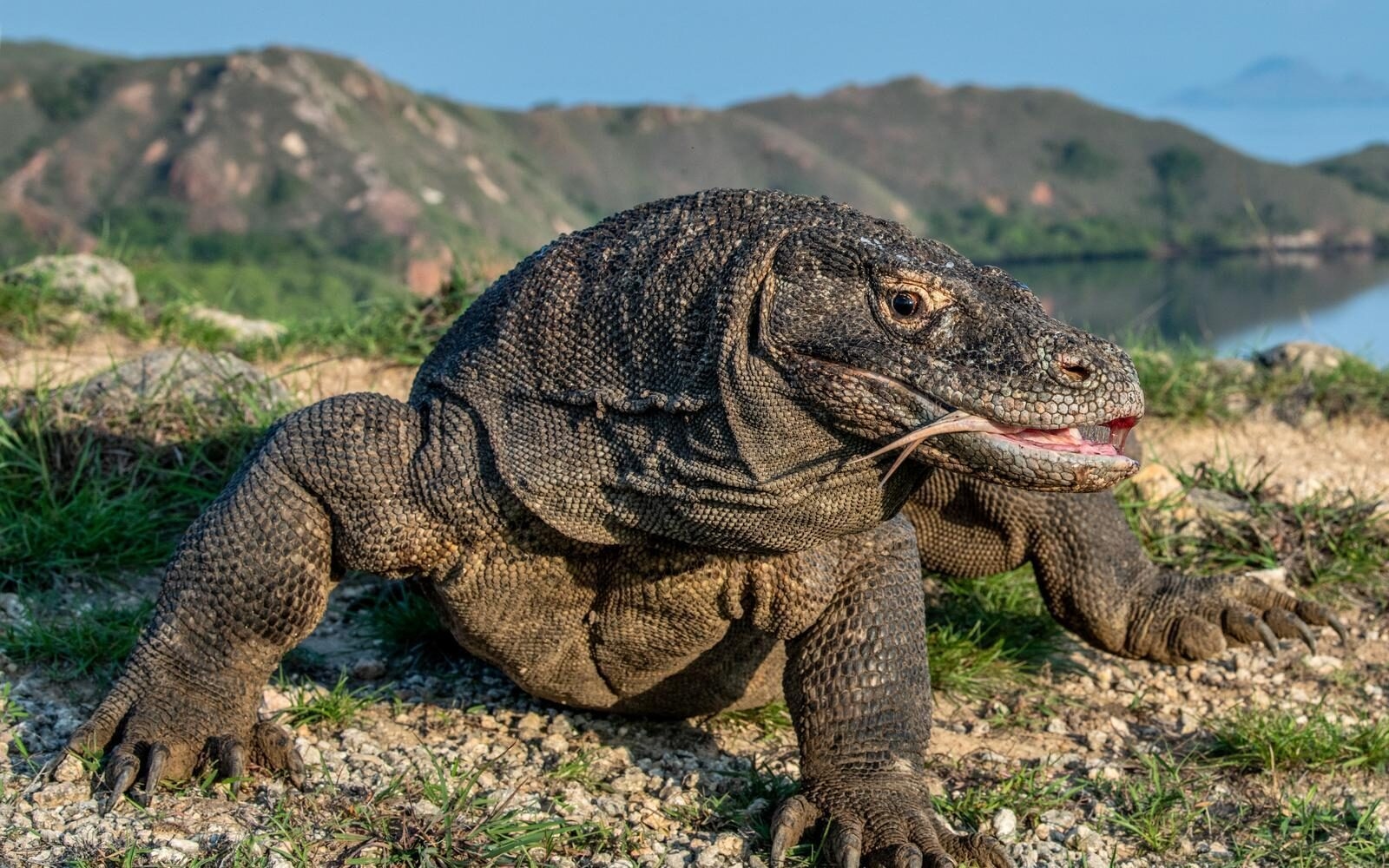 A Komodo dragon in its natural habitat against the rugged hills and blue waters of Indonesia’s Komodo National Park.