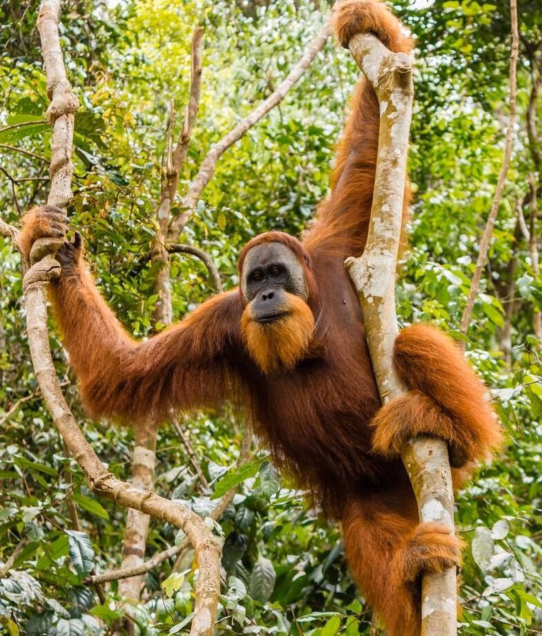 A Bornean orangutan hanging from the tree and Borneo pygmy elephants feeding in the forest greenery of Malaysia.