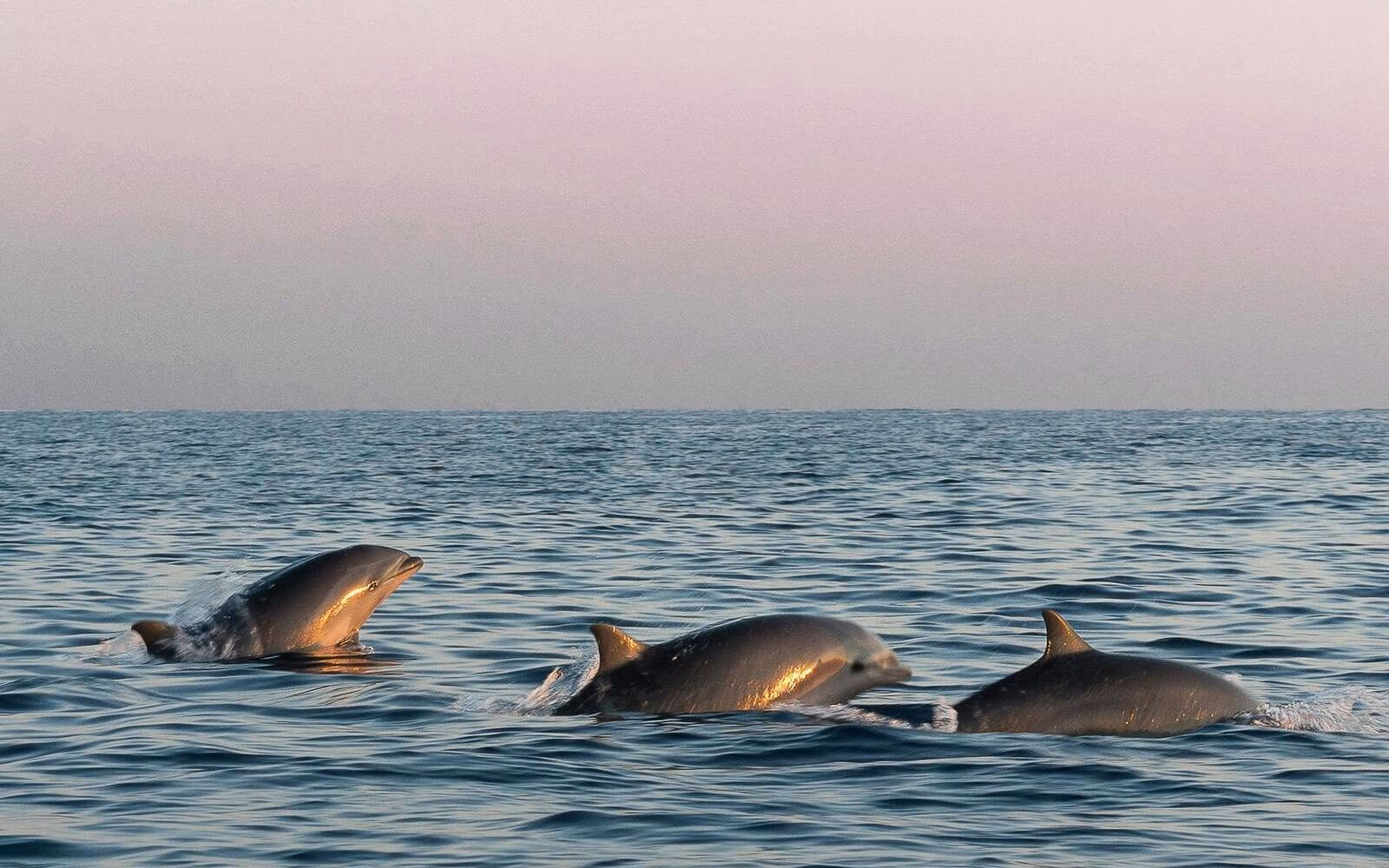 Spotting dolphins at sunrise in the waters around Sumba, Indonesia.