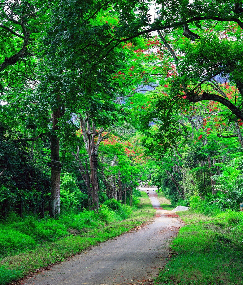 A lush green trail in Cuc Phuong National Park in Vietnam and Koh Lanta beach in Thailand at sunset.