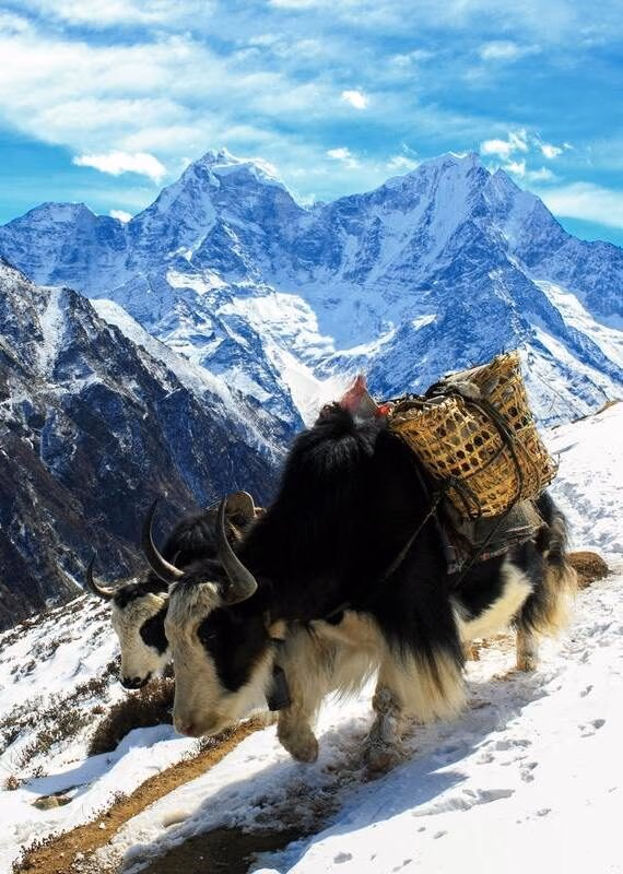 Two yaks carrying cargo walk along a snowy mountain ridge path.
