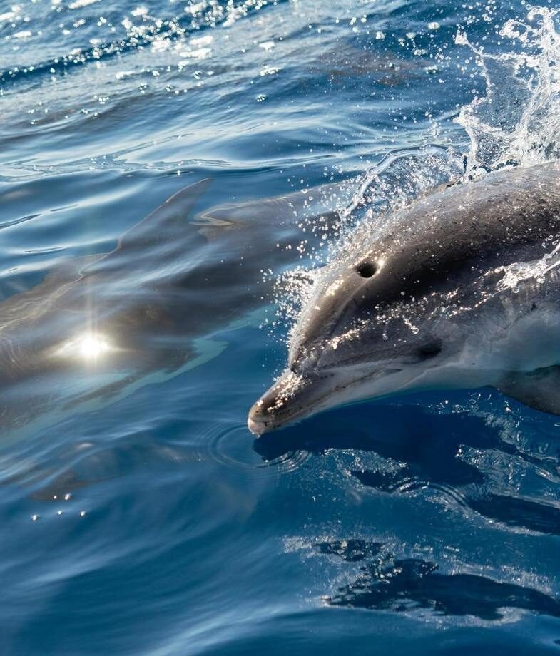 Explore Rotorua and Taupō’s geothermal landscapes and meet dolphins up close in Kaikōura.
