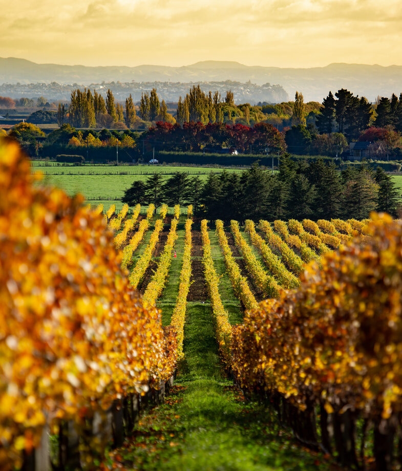 Walk through Hawke’s Bay vineyards as the leaves turn orange from March to May, and discover the southern sky in the Aoraki Mackenzie Dark Sky Reserve.