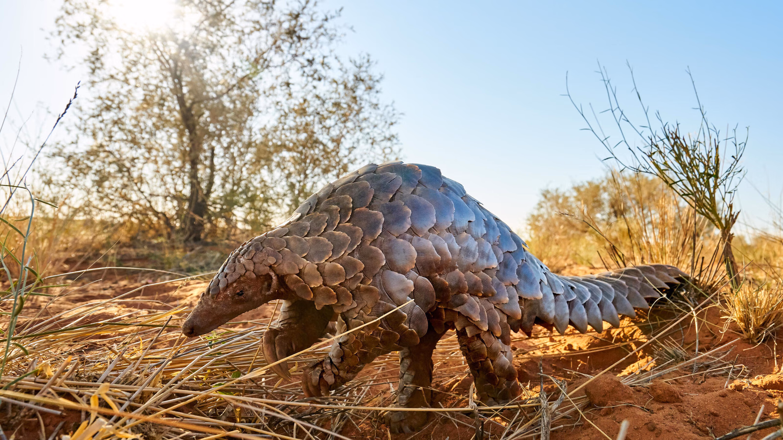A pangolin walks across reddish dirt and dry grass with trees in the background.