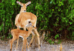 A Luxury Safari Through Wild Mozambique