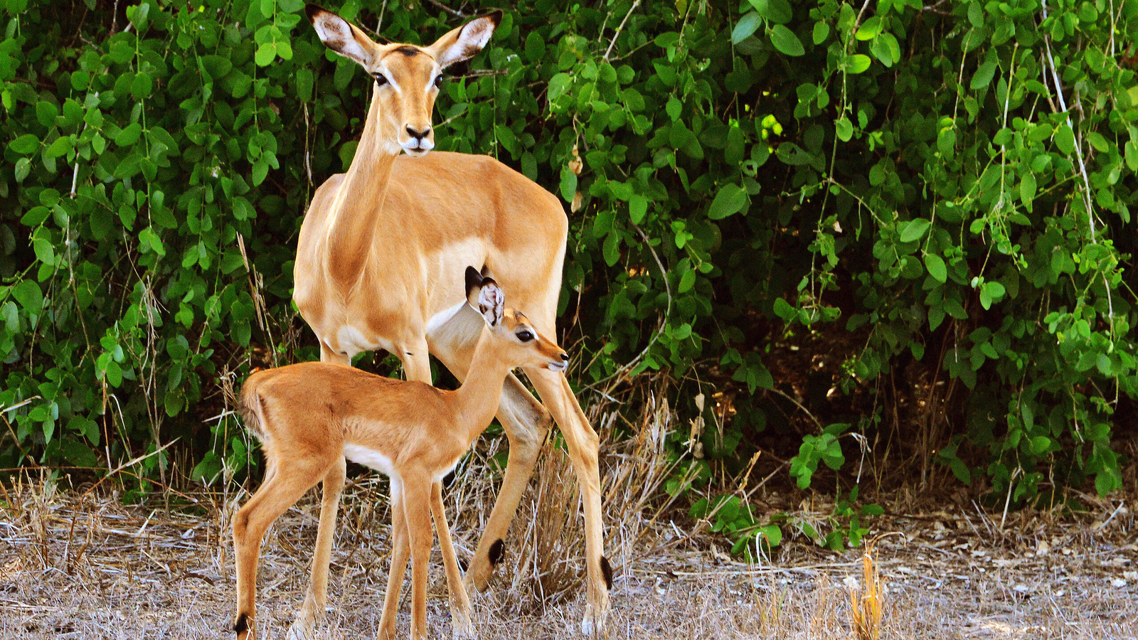 An adult impala standing next to its small calf against a background of green bushes.