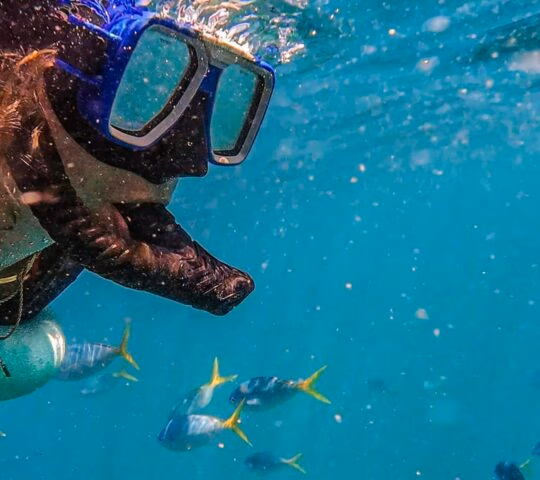Underwater view of a snorkeler swimming through clear blue water filled with small reef fish.