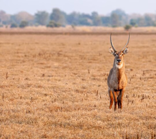 A waterbuck with long horns stands facing the camera in a wide field of dry, golden grass.