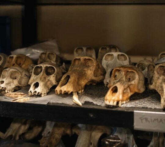 Numerous animal skulls arranged on a laboratory shelf with a hand-written label that reads primates.