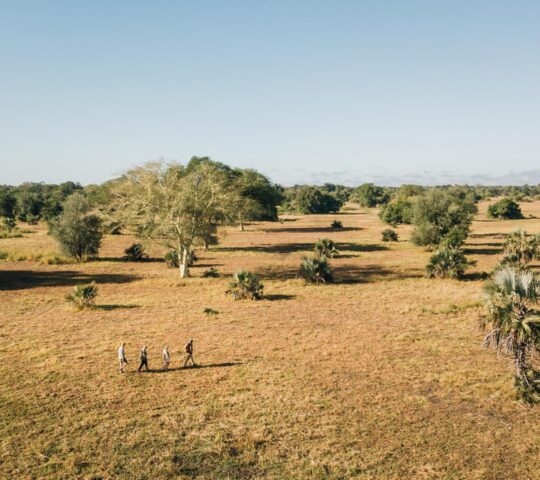 High-angle view of four people walking through an open savanna with scattered green trees in Gorongosa National Park.