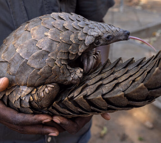 Close-up of a person holding a scaly pangolin that is sticking its thin pink tongue out in Gorongosa National Park.