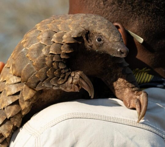 A detailed view of a pangolin resting its claws on a person's shoulder in Gorongosa National Park.