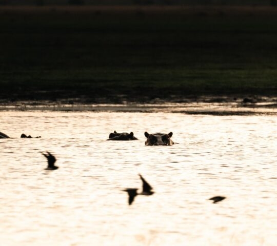 Silhouettes of hippos swimming in a golden river with low-flying birds in Gorongosa National Park.
