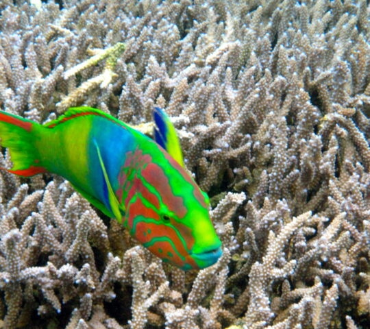 A colorful green moon wrasse fish swimming over a background of textured hard corals.