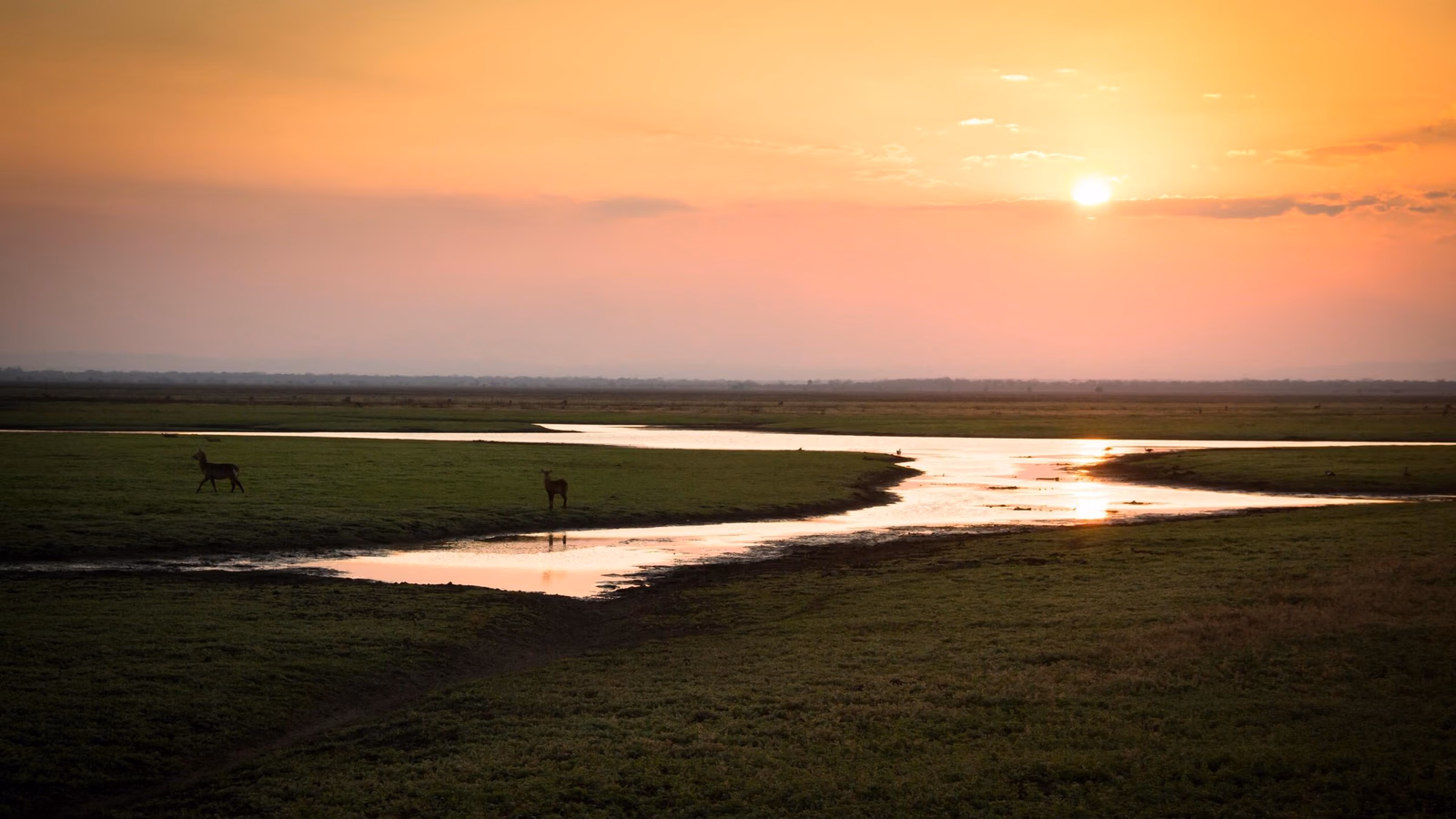 Silhouettes of animals by a winding river on green grasslands at sunset in Gorongosa National Park.