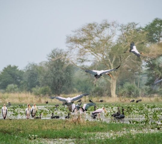 Numerous yellow-billed storks wading and flying across a grassy marsh with trees in the background.