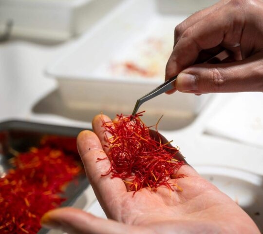 Hands holding saffron and carefully using tweezers to sort through the stems