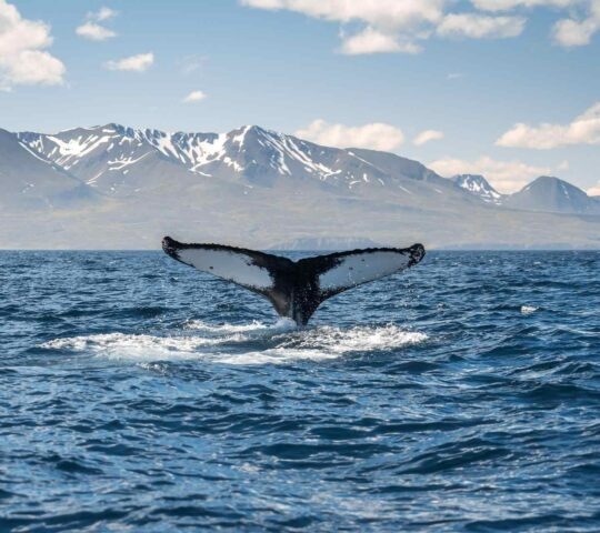 A whale's tail coming out of the water on a whale watching tour in Iceland