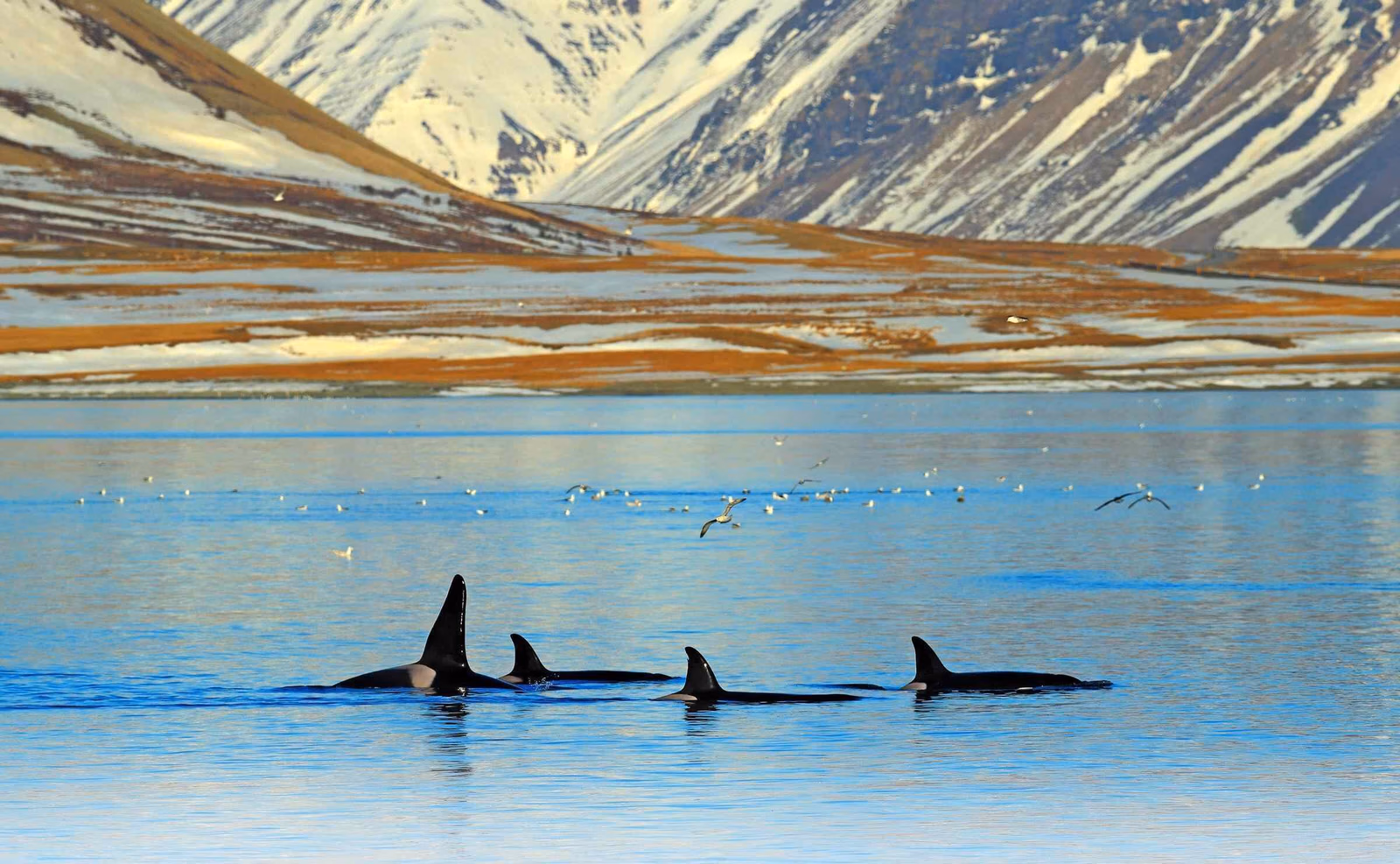 Group of killer whales swimming in the sea off the coast of Iceland