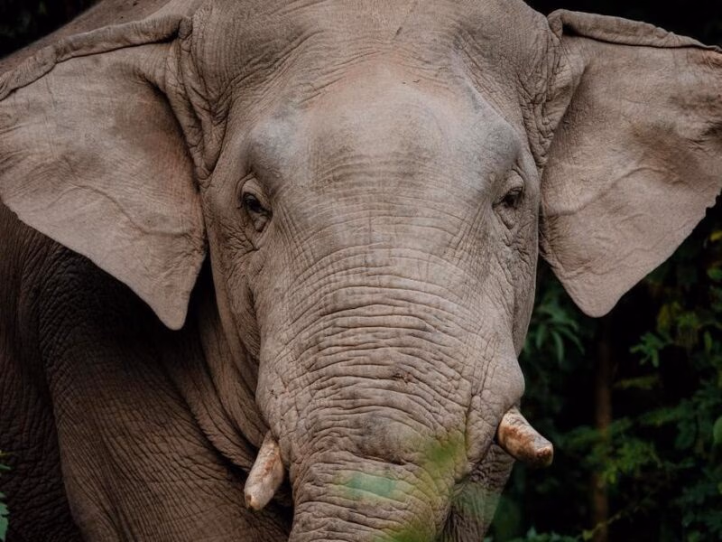 A wild Asian elephant looks into the camera.