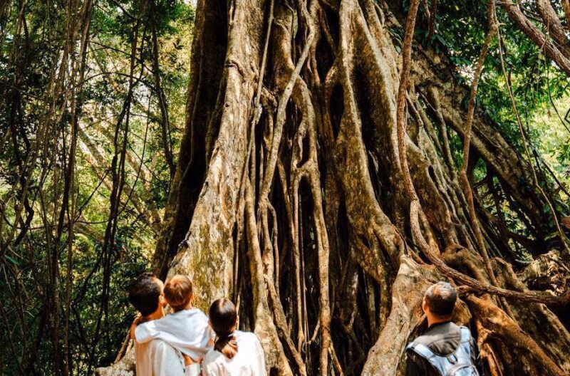A family and their guide stop to look at an ancient Banyan tree in Khao Yai National Park.