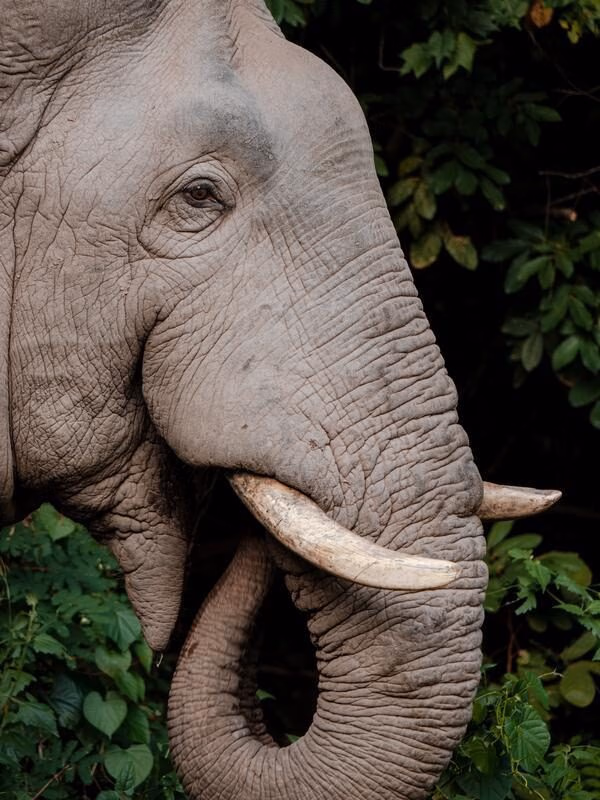 A wild asian elephant in Khao Yai national park feeding on shrubbery.