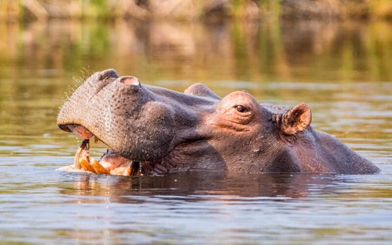 A hippo surfacing above the water