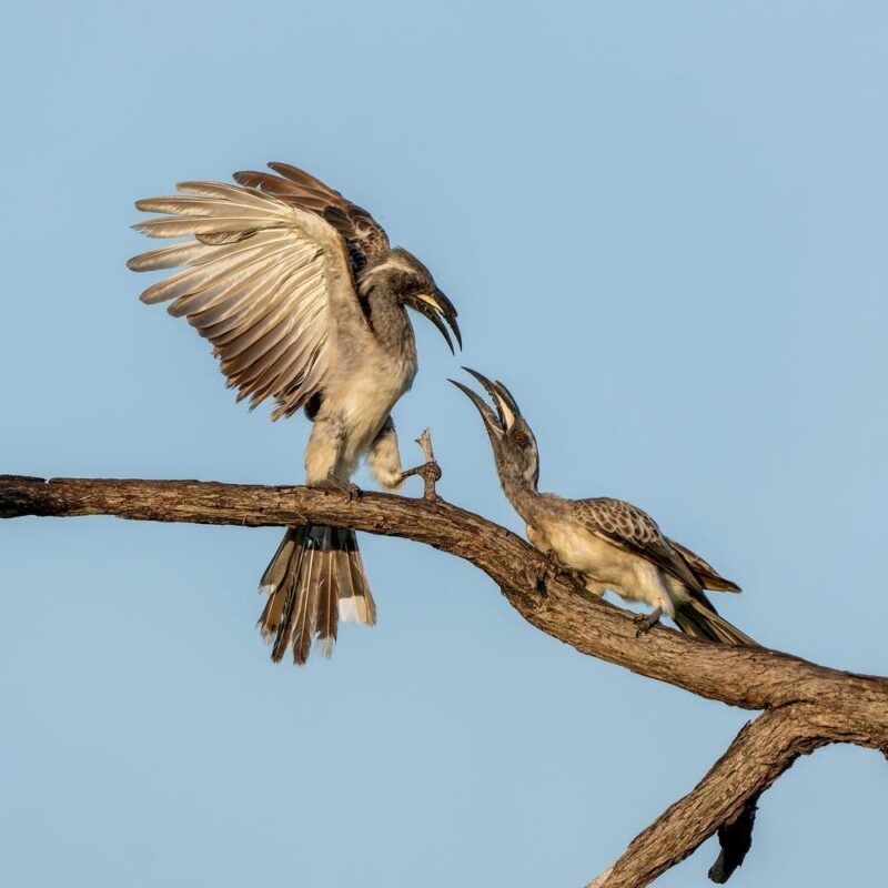 Two African grey hornbills on a tree branch