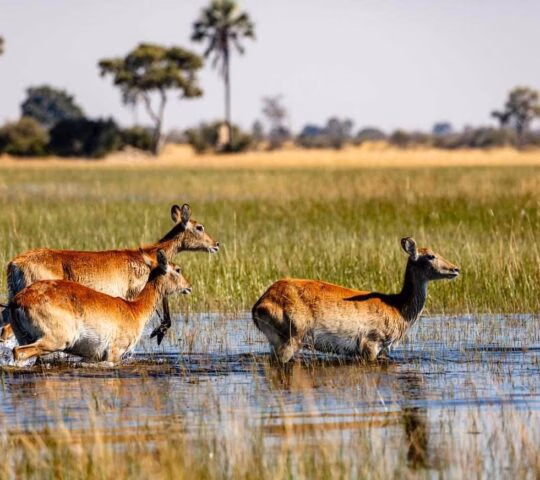Red lechwe antelopes wading through wetlands in the Caprivi Strip