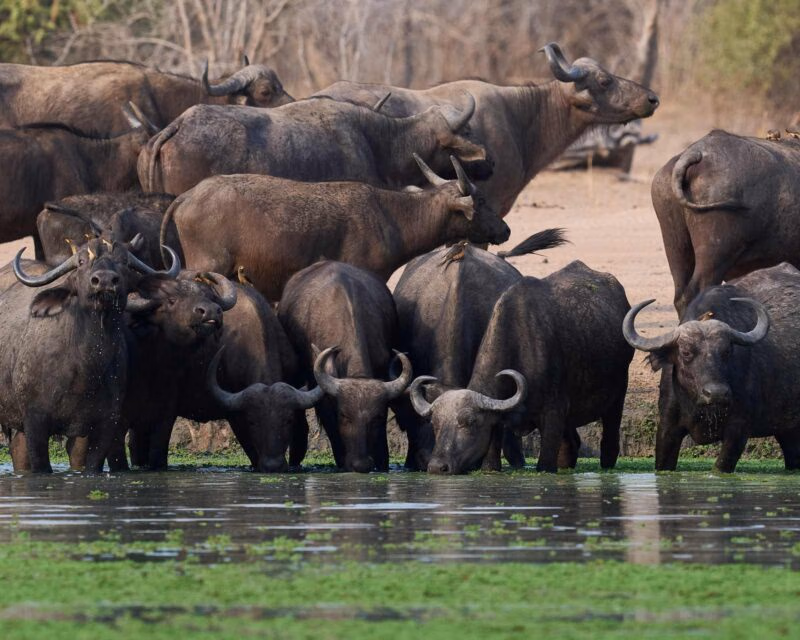A herd of buffalo drinking from a pool in the Zambezi Region