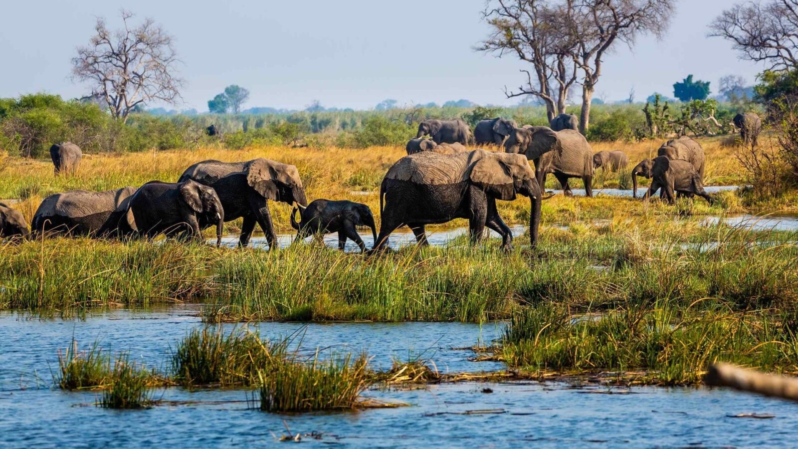 Elephants walking through wetlands in the Caprivi Strip