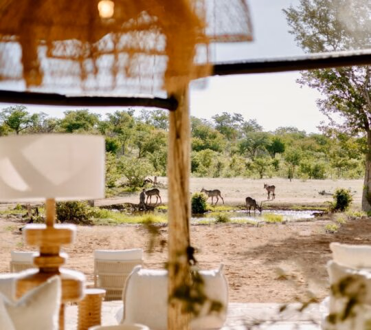 A view from a safari tent's interior shows several antelope drinking at a waterhole in a savanna landscape.