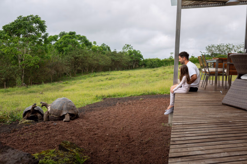 A father and daughter sitting on a deck watching two giant tortoises in the garden